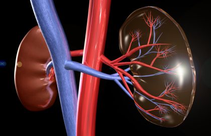 The diabetic kidney in the spotlight From mechanisms of action to clinical considerations